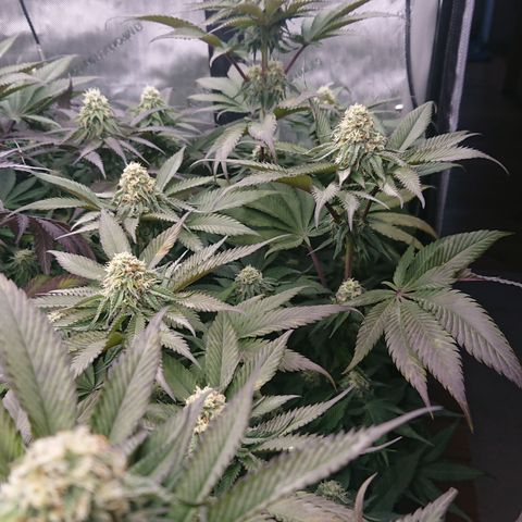 Cherry Zelato growlog timeline photo