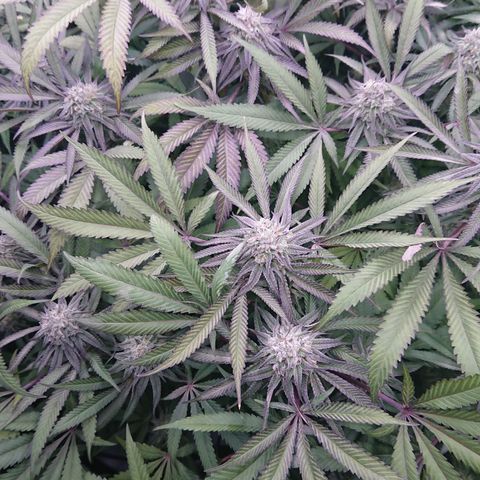 Bogota growlog timeline photo