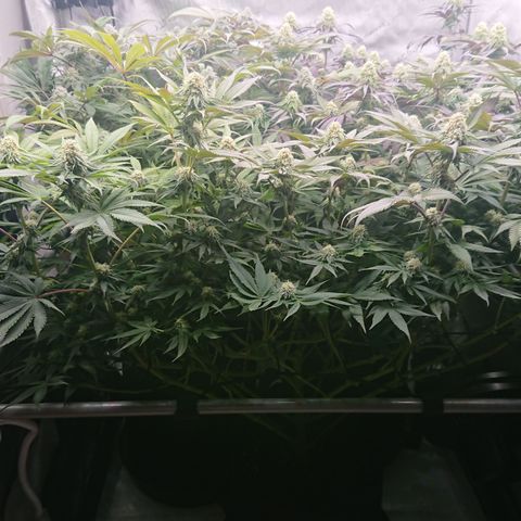 Bogota growlog timeline photo
