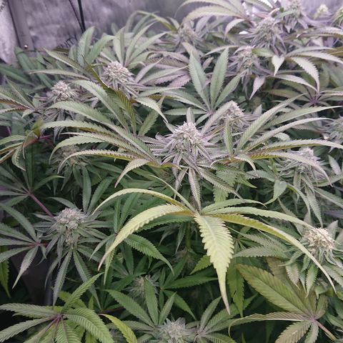 Bogota growlog timeline photo