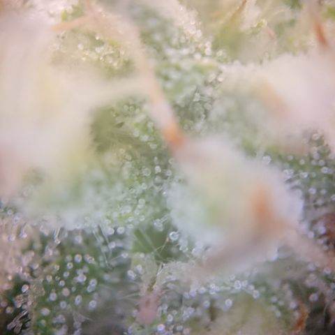Cherry Zelato growlog timeline photo