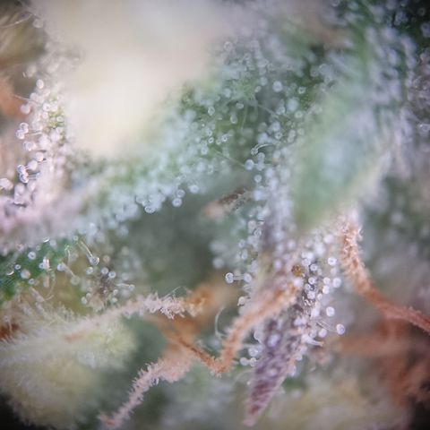 Cherry Zelato growlog timeline photo
