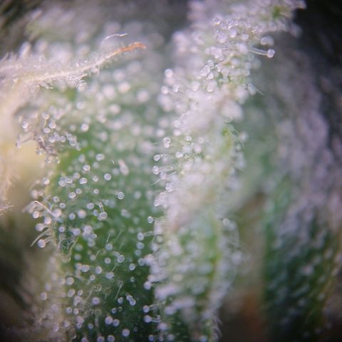 Cherry Zelato growlog timeline photo