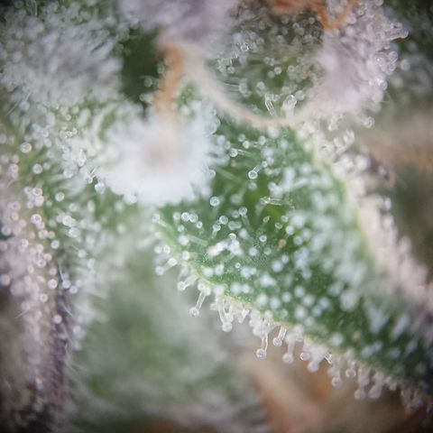 Bogota growlog timeline photo