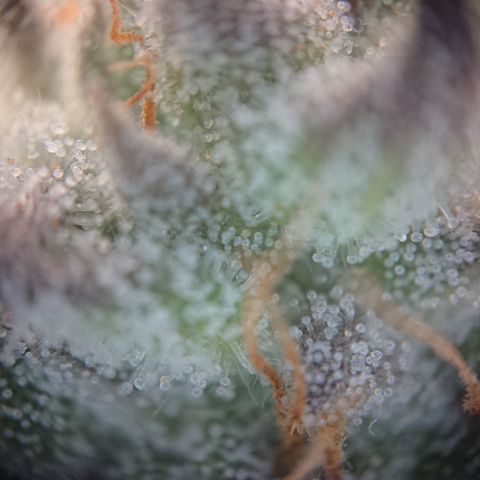 Bogota growlog timeline photo