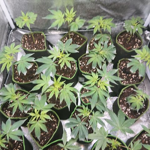 Fortune Cookies growlog timeline photo