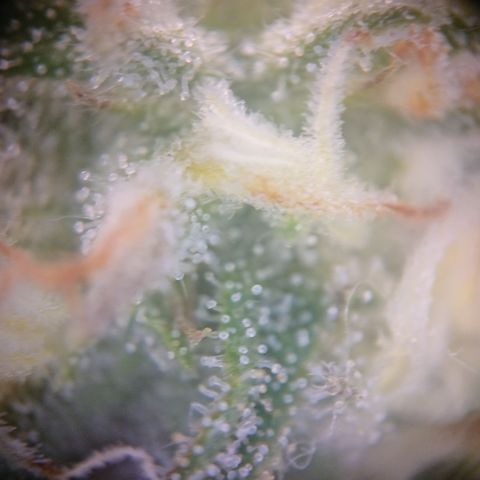 Cherry Zelato growlog timeline photo