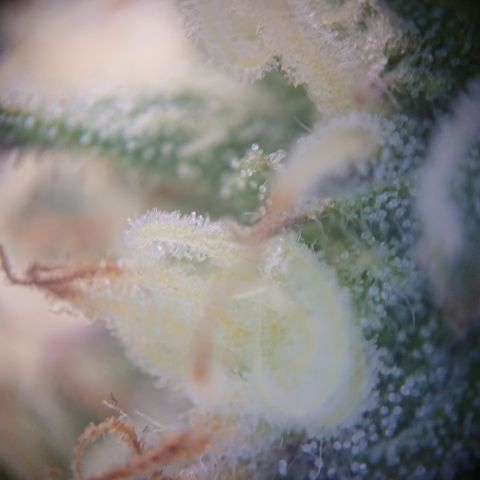 Cherry Zelato growlog timeline photo
