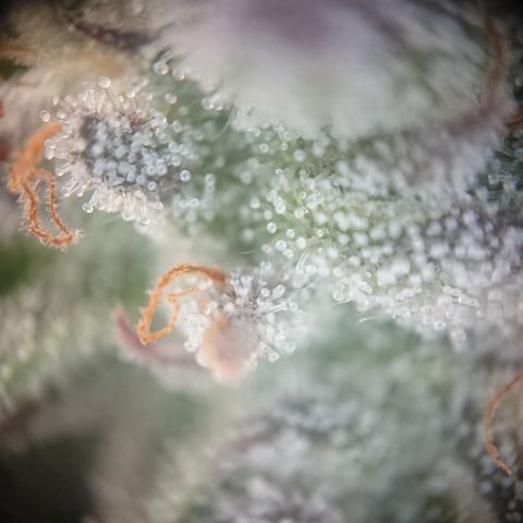 Bogota growlog timeline photo