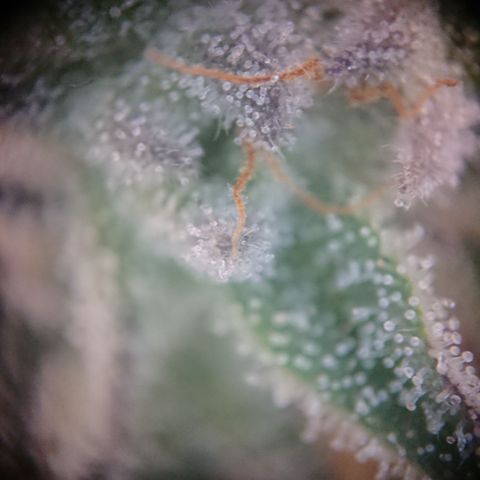 Bogota growlog timeline photo