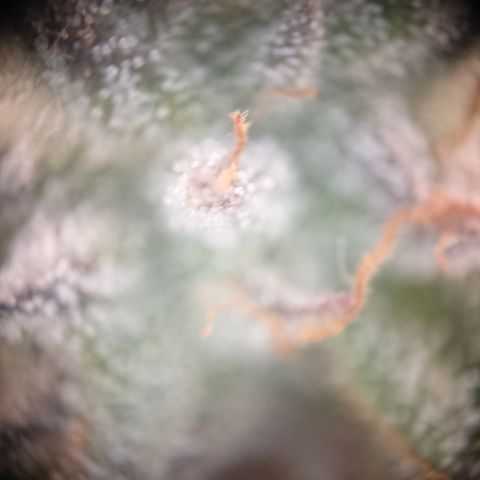 Bogota growlog timeline photo