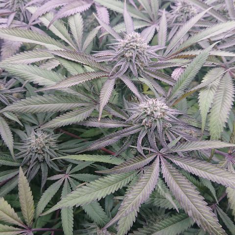Bogota growlog timeline photo