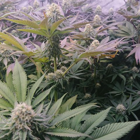 Cherry Zelato growlog timeline photo