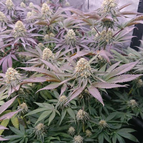 Cherry Zelato growlog timeline photo