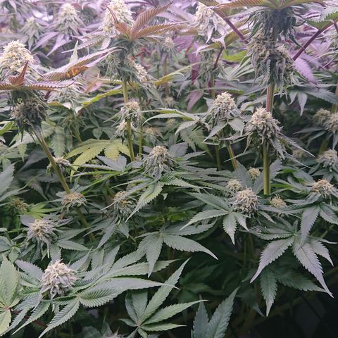 Cherry Zelato growlog timeline photo