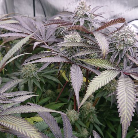 Bogota growlog timeline photo