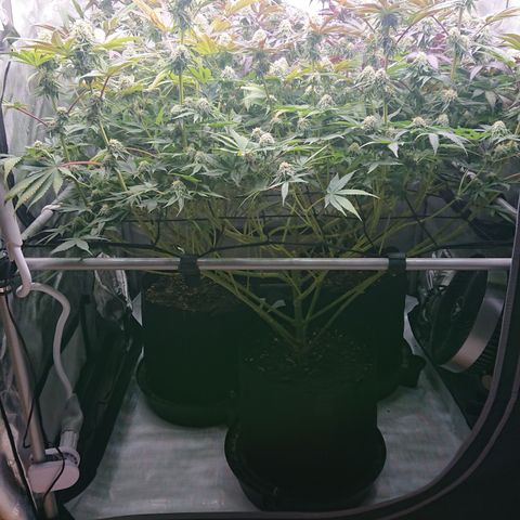 Bogota growlog timeline photo