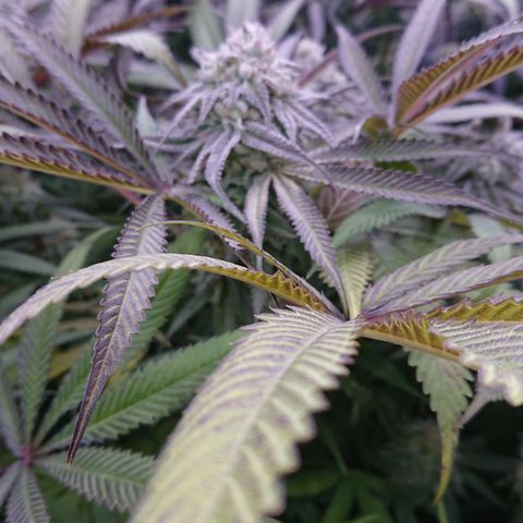 Bogota growlog timeline photo