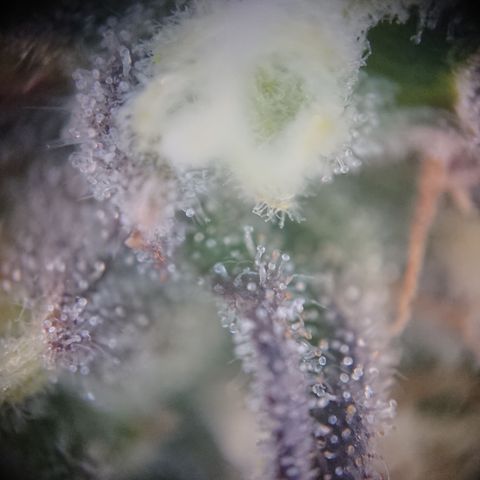 Cherry Zelato growlog timeline photo