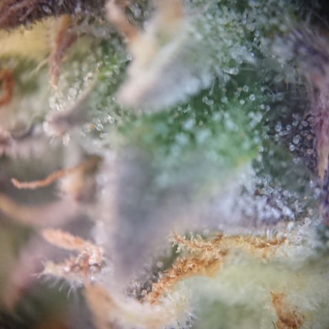 Cherry Zelato growlog timeline photo
