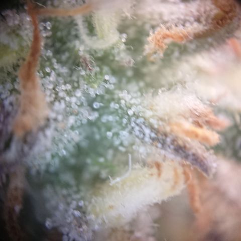 Cherry Zelato growlog timeline photo