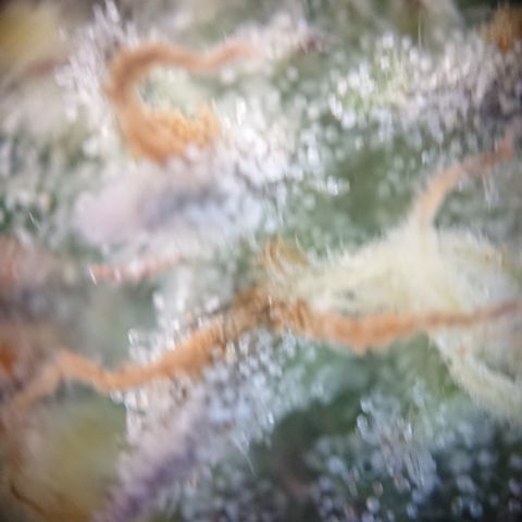 Cherry Zelato growlog timeline photo