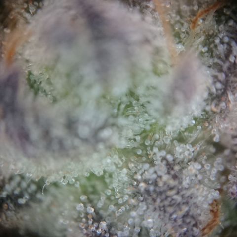 Bogota growlog timeline photo