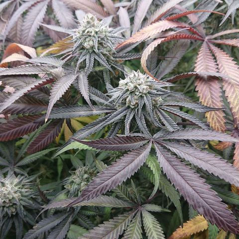 Bogota growlog timeline photo