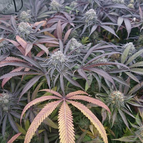 Bogota growlog timeline photo