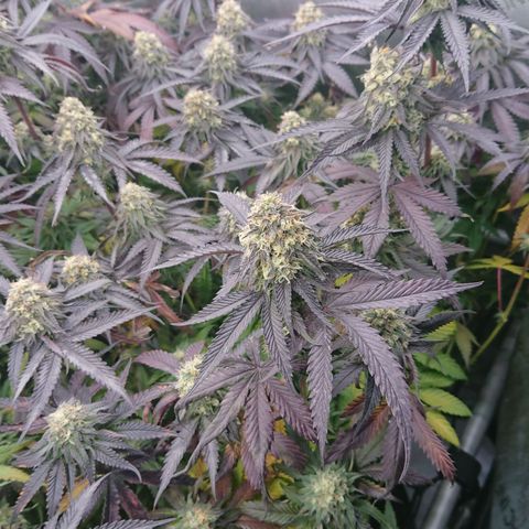 Cherry Zelato growlog timeline photo