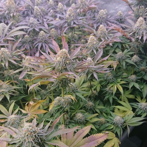 Cherry Zelato growlog timeline photo