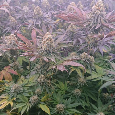 Cherry Zelato growlog timeline photo