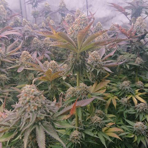 Cherry Zelato growlog timeline photo