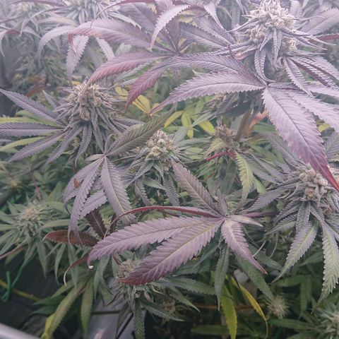 Bogota growlog timeline photo