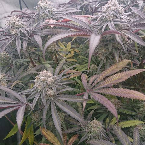 Bogota growlog timeline photo