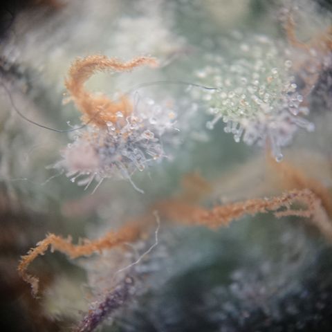Cherry Zelato growlog timeline photo