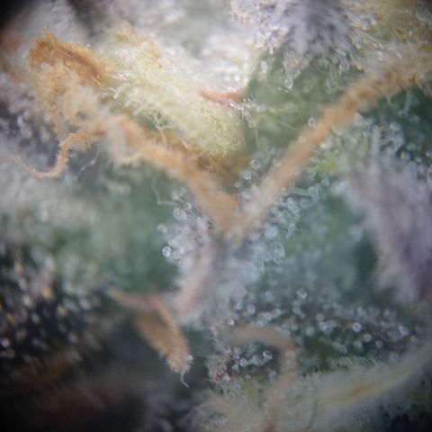 Cherry Zelato growlog timeline photo