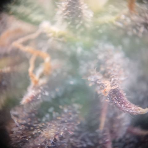 Cherry Zelato growlog timeline photo