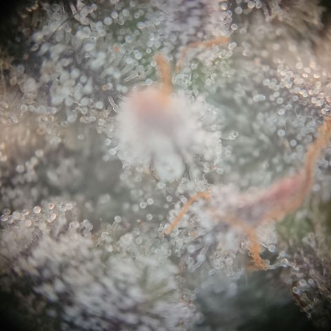 Bogota growlog timeline photo