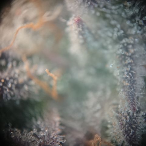 Bogota growlog timeline photo