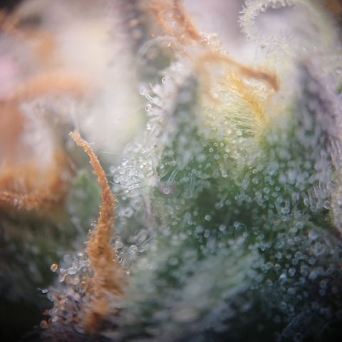 Cherry Zelato growlog timeline photo