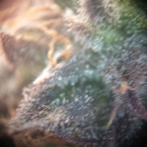 Cherry Zelato growlog timeline photo