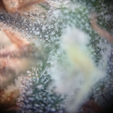 Cherry Zelato growlog timeline photo