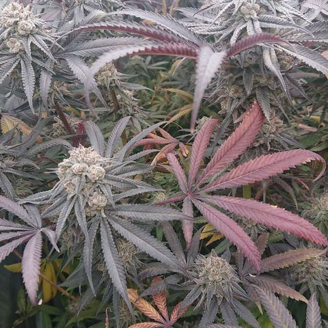 Bogota growlog timeline photo