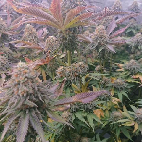 Cherry Zelato growlog timeline photo