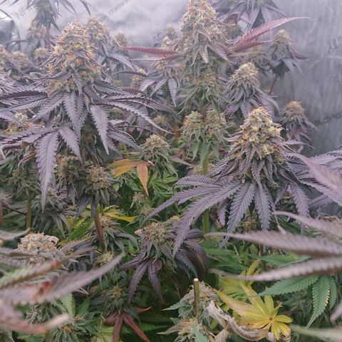 Cherry Zelato growlog timeline photo