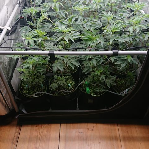 Fortune Cookies growlog timeline photo