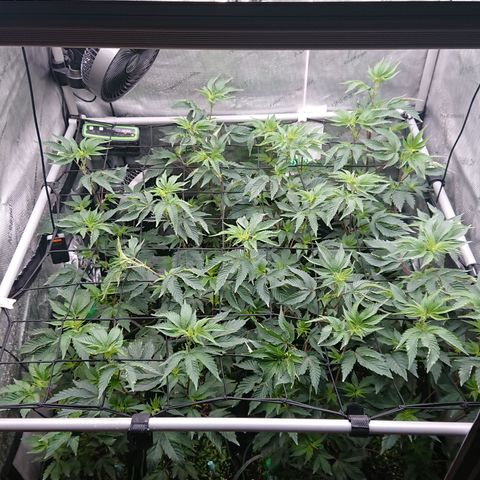 Fortune Cookies growlog timeline photo