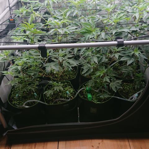 Fortune Cookies growlog timeline photo