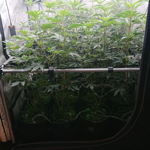 Fortune Cookies growlog timeline photo